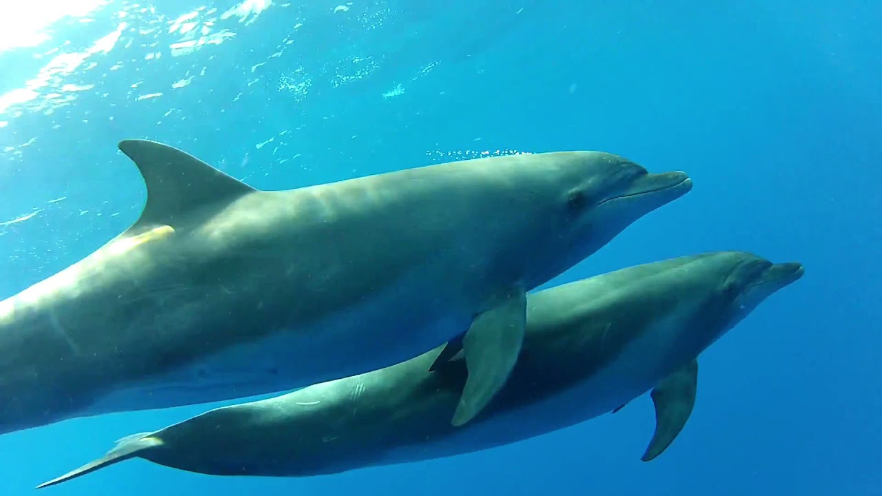 Reconnexion à notre Etre Profond : Incarnation originelle !